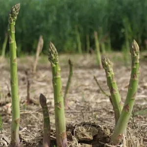 Mary Washington Asparagus Seeds