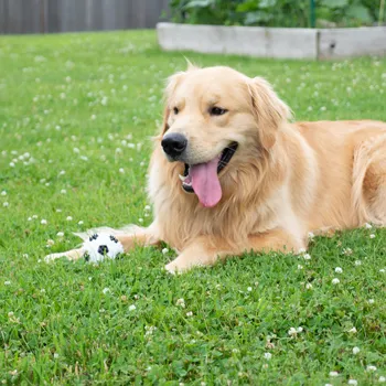 Royal Pet Gnawsome Squeaker Soccer Ball Dog Toy